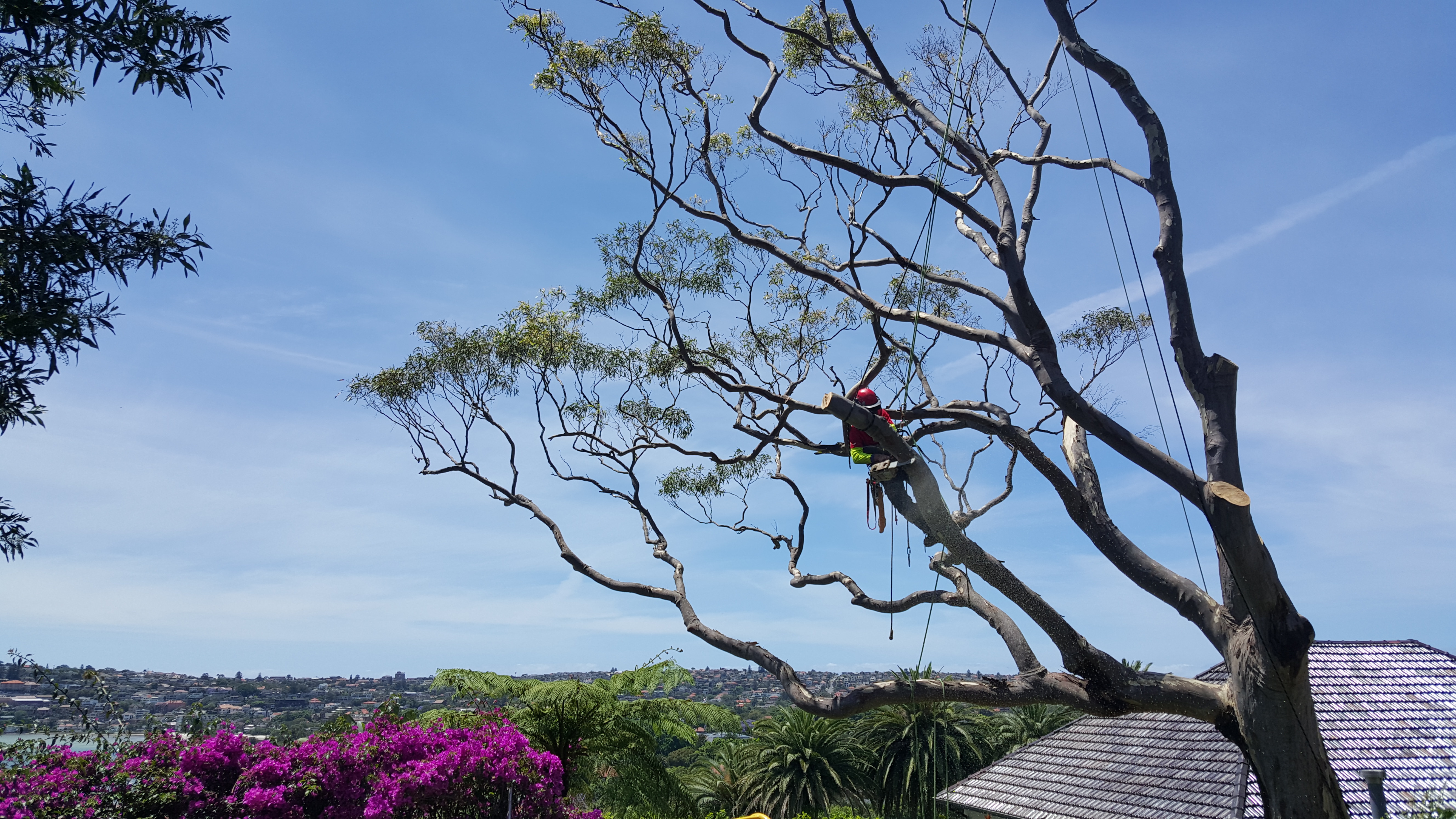 Difficult access Eucalypt removal in Bellevue Hill